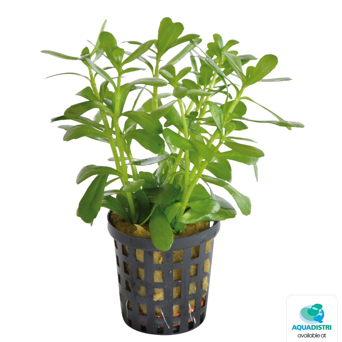 Bacopa compacta