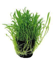 Aquariumplanten