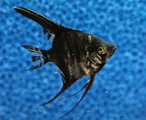 Tropische vissen