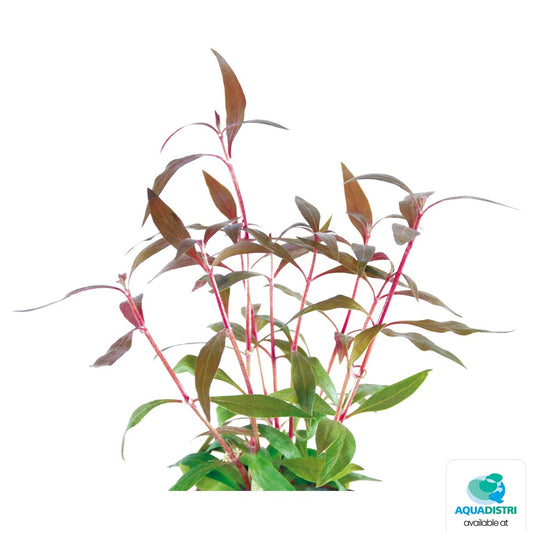 Althernanthera reinecki mini