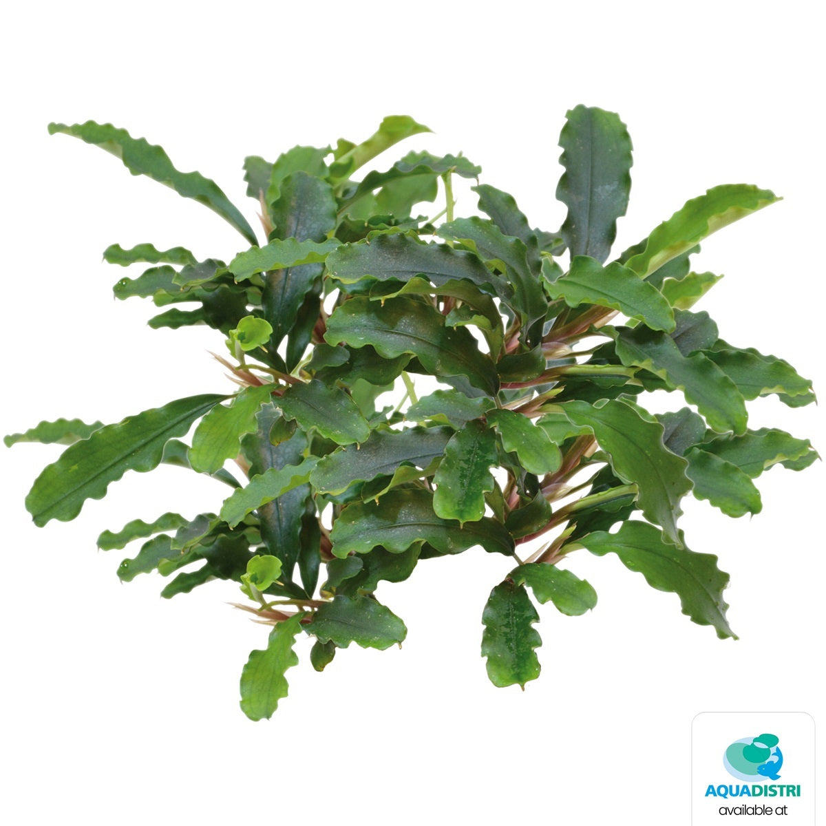 Bucephalandra green velvet
