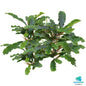 Bucephalandra green velvet