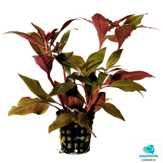 Althernanthera cardinalis