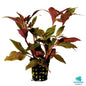 Althernanthera cardinalis