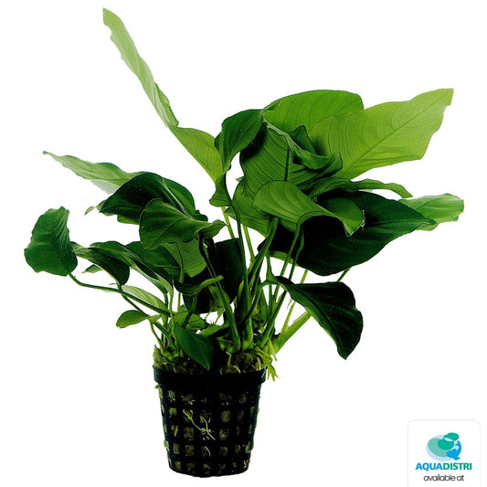 Anubias barteri