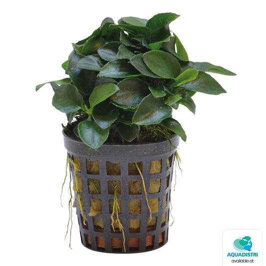 Anubias bonzai