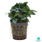 Anubias bonzai