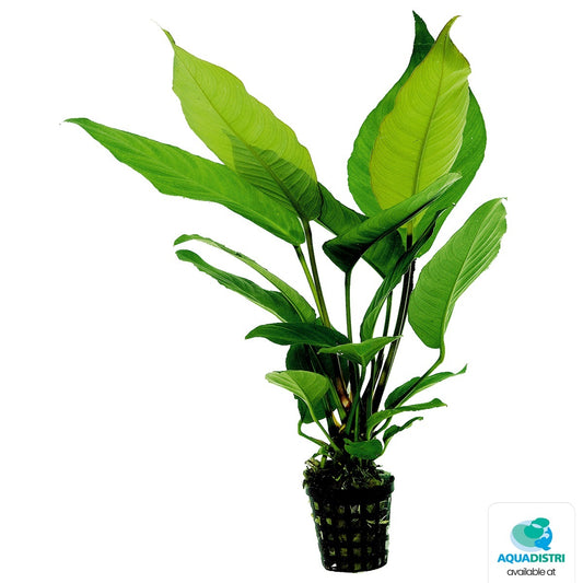 Anubias heterophylla