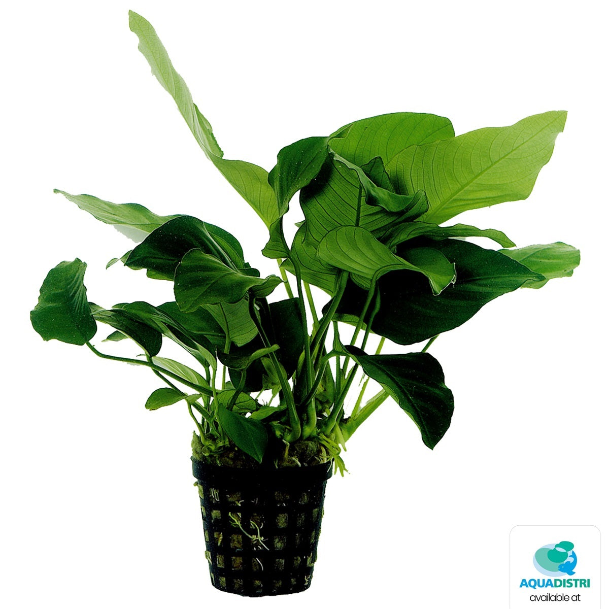 Anubias nana