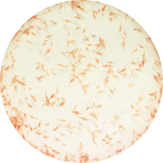 Levende artemia 90 ml