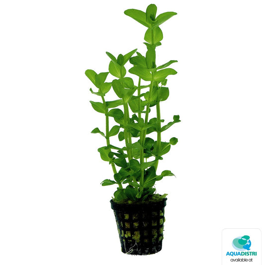 Bacopa amplexicaulis