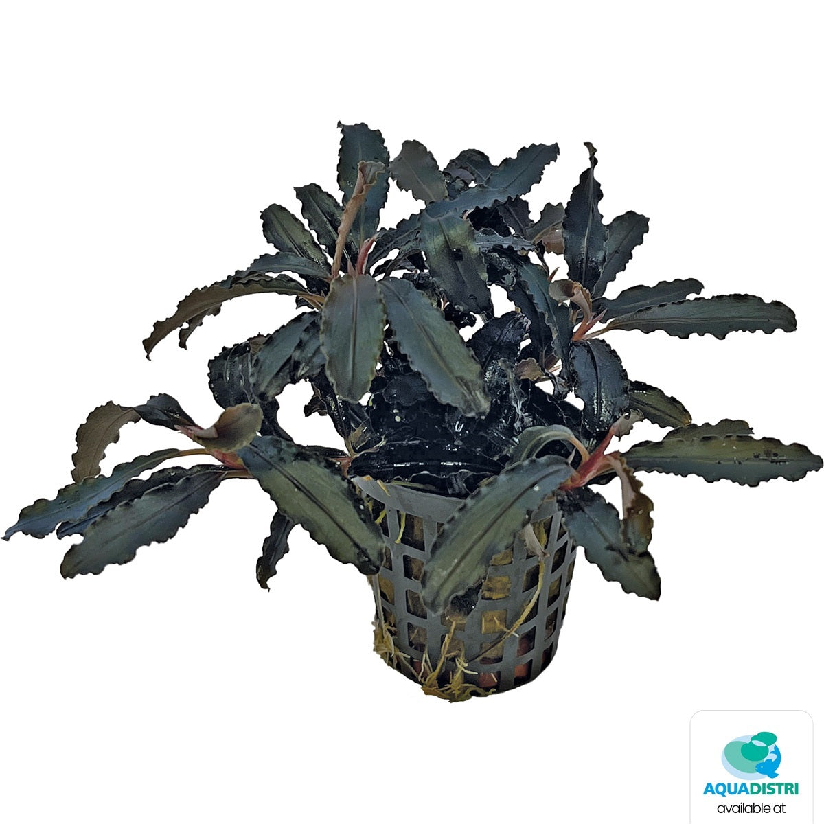 Bucephalandra kedagang