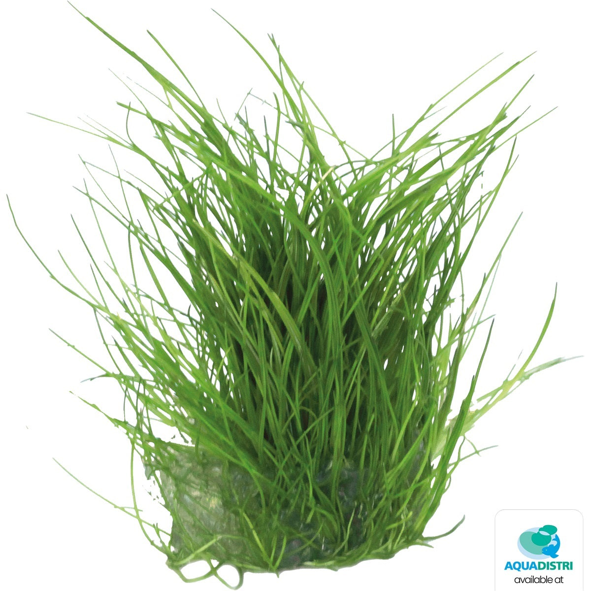 Eleocharis acicularis