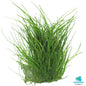 Eleocharis acicularis