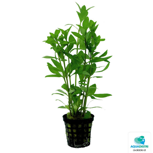 Hygrophila polysperma