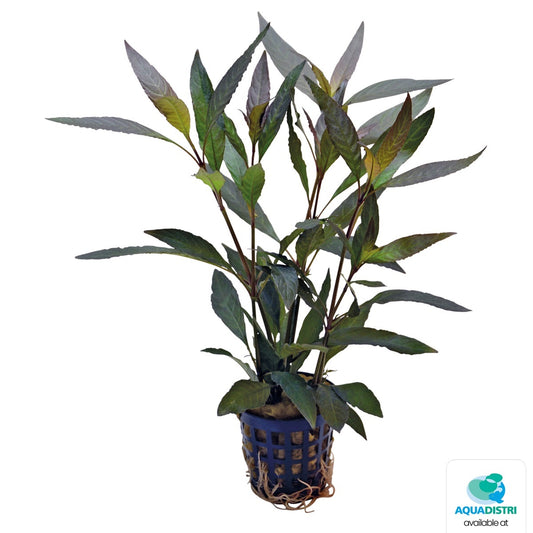 Hygrophylla guanensis