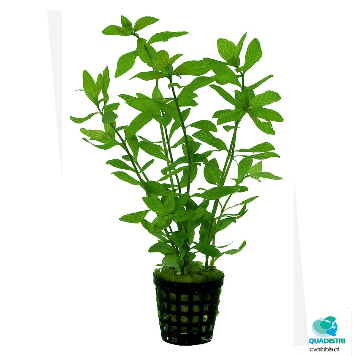 Hygrophila rosae australis