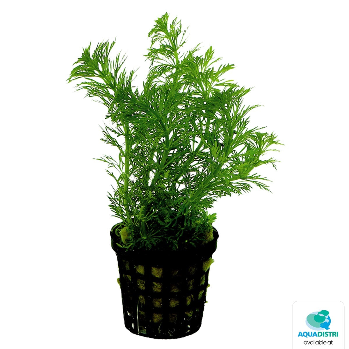 Limnophila heteophylla