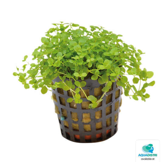 Micranthemum monte carlo