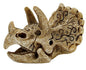 SF SKULL TRICERATOPS S
