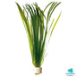 Vallisneria spiralis